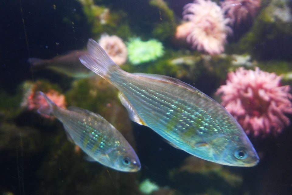 AquaRio, Rio de Janeiro.